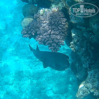 фото из отзыва ID 2723071