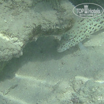 фото из отзыва ID 2723071