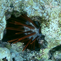 фото из отзыва ID 2723071