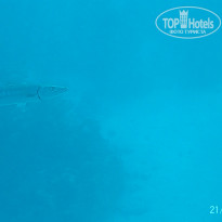 фото из отзыва ID 2723071