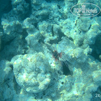 фото из отзыва ID 2723071