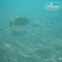 фото из отзыва ID 2723071