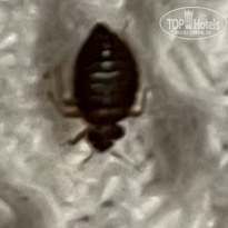 фото из отзыва ID 2723090