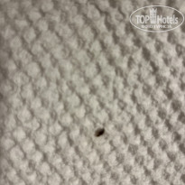 фото из отзыва ID 2723090