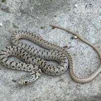 фото из отзыва ID 2723141