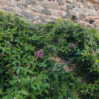 фото из отзыва ID 2723223