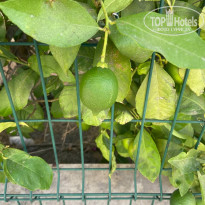 фото из отзыва ID 2723244