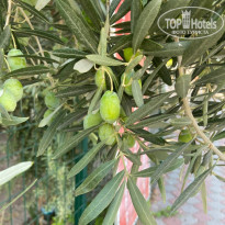 фото из отзыва ID 2723244