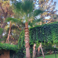 фото из отзыва ID 2723642