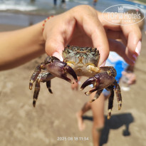 фото из отзыва ID 2723639