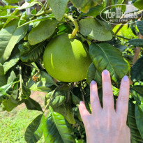 фото из отзыва ID 2723716