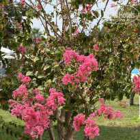 фото из отзыва ID 2723844