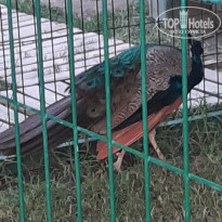 фото из отзыва ID 2723988