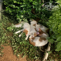 фото из отзыва ID 2724179