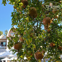 фото из отзыва ID 2724210