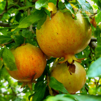 фото из отзыва ID 2724210