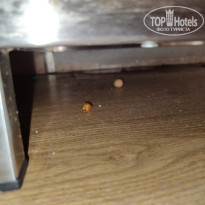 фото из отзыва ID 2724316