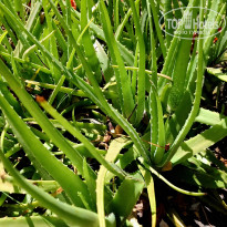 фото из отзыва ID 2724567