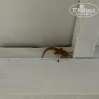 фото из отзыва ID 2724876