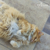 фото из отзыва ID 2724975