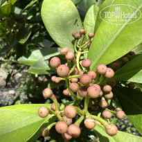 фото из отзыва ID 2725123