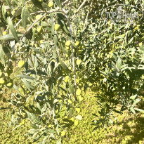 фото из отзыва ID 2725226