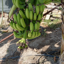 фото из отзыва ID 2725285