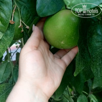 фото из отзыва ID 2725285