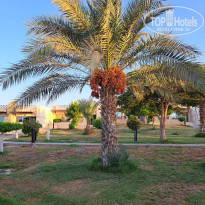 фото из отзыва ID 2725454