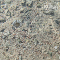 фото из отзыва ID 2725454