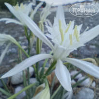 фото из отзыва ID 2725576