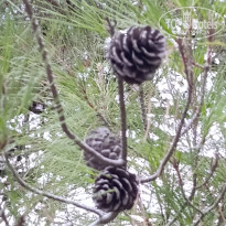 фото из отзыва ID 2725576