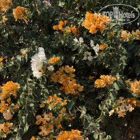 фото из отзыва ID 2725614