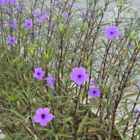 фото из отзыва ID 2725983