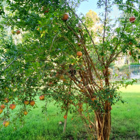 фото из отзыва ID 2726042