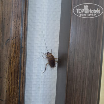 фото из отзыва ID 2726136