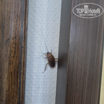 фото из отзыва ID 2726181