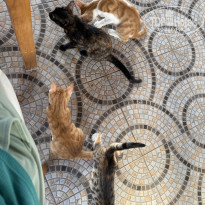 фото из отзыва ID 2726220