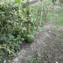 фото из отзыва ID 2726220