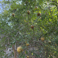 фото из отзыва ID 2726220