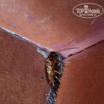 фото из отзыва ID 2726254