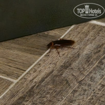 фото из отзыва ID 2725658