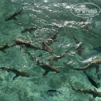 фото из отзыва ID 2726292