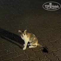 фото из отзыва ID 2726433