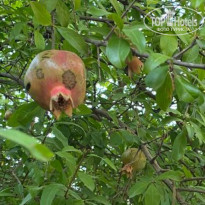 фото из отзыва ID 2726769