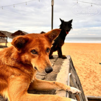 фото из отзыва ID 2726884