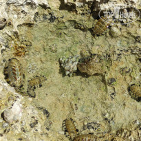 фото из отзыва ID 2727084