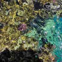 фото из отзыва ID 2727084