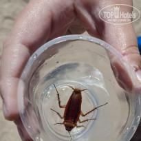 фото из отзыва ID 2727154