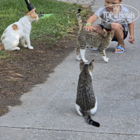 фото из отзыва ID 2727220